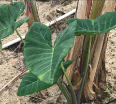 Xanthosoma violaceum