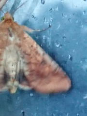 Helicoverpa armigera conferta