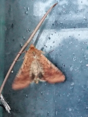 Helicoverpa armigera conferta