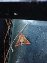 Helicoverpa armigera conferta