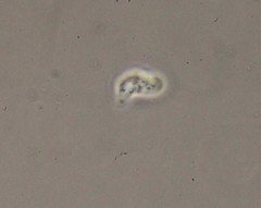 Hartmannellidae