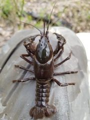 Cambarus reduncus