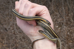 Thamnophis butleri