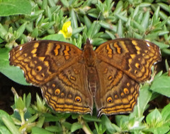 Junonia chorimene