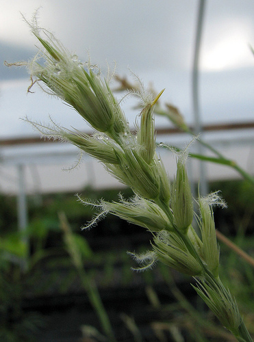 Cenchrus agrimonioides