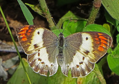 Colotis danae eupompe