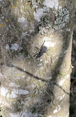 Aegorhinus superciliosus