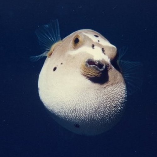 Blackspotted Puffer