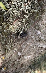 Aegorhinus superciliosus