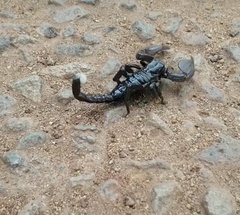 Scorpionidae
