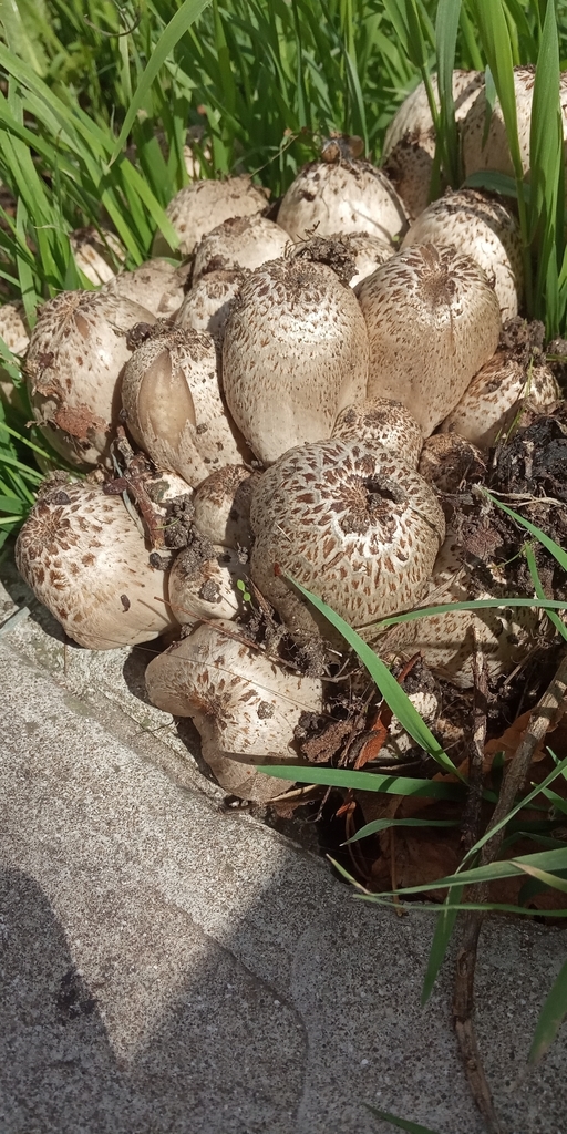 Coprinopsis romagnesiana · March 2021 · photo: © mirkoduimich (iNaturalist, cc-by-sa)
