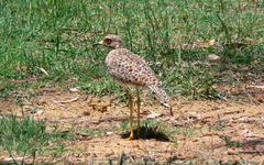 Burhinus capensis capensis