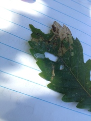 Psilocorsis reflexella