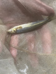 Phenacobius catostomus