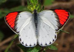 Colotis danae eupompe