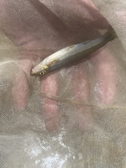 Phenacobius catostomus