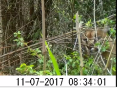 Caracal caracal caracal