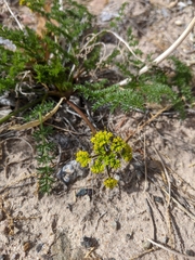 Lomatium foeniculaceum