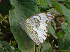 Belenois gidica abyssinica