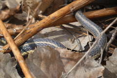 Thamnophis butleri