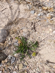 Lomatium foeniculaceum