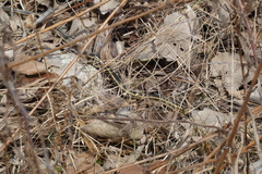 Thamnophis butleri