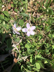 Claytonia rosea