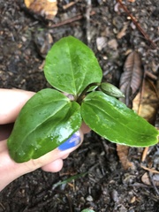 Pseudotrillium rivale