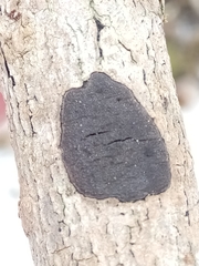 Graphostroma platystomum