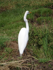 Ardea alba melanorhynchos