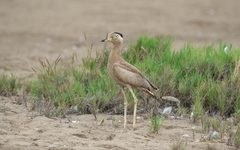 Burhinus superciliaris