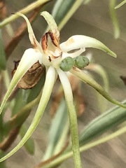 Habenaria nyikana