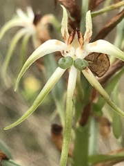 Habenaria nyikana