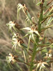 Habenaria nyikana