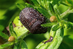 Psacasta exanthematica