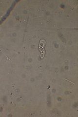 Hartmannellidae