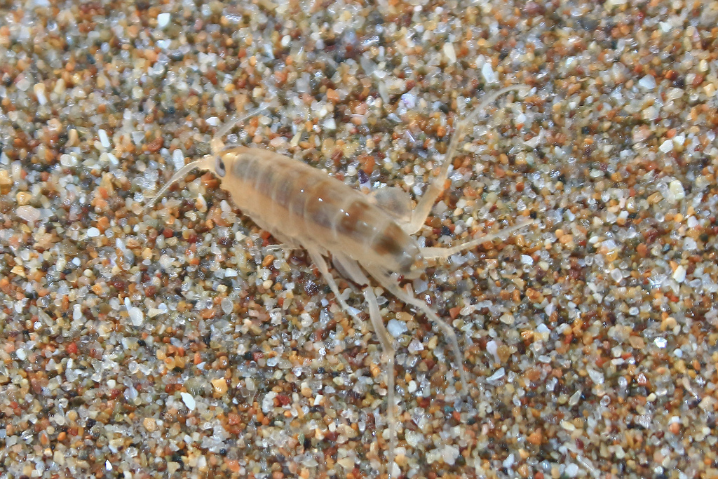 Talitrus from Sidi Ouarzeg, Maroc on August 31, 2015 at 0739 PM by G