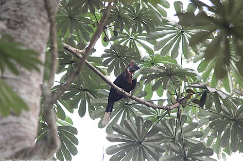 Black-casqued Hornbill