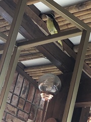 Pitangus sulphuratus