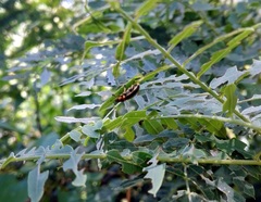 Eudiagogus episcopalis