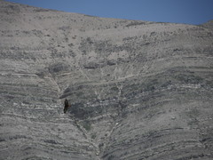 Buteo rufinus