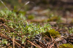 Sedum pusillum