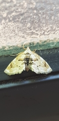 Trichophysetis cretacea