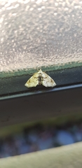 Trichophysetis cretacea