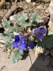 Phacelia campanularia