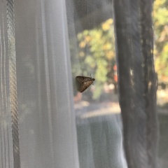 Lepidoptera