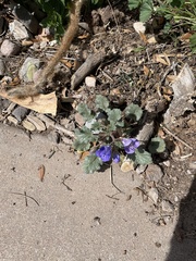 Phacelia campanularia