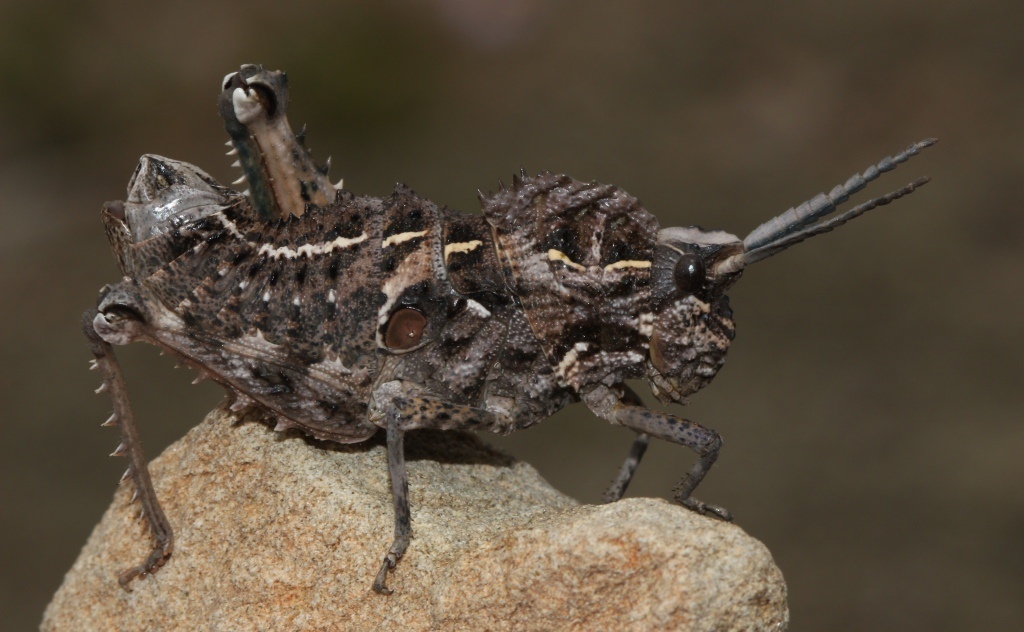 Hoplolopha horrida