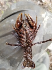 Cambarus reduncus