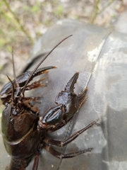 Cambarus reduncus